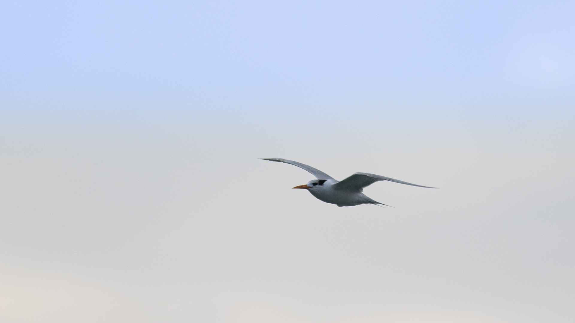 Lesser Crested Tern